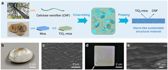 中國科學家研發仿生新材料，高性能纖維與復合材料助力塑料替代